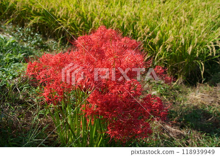 When Higanobi blooms 118939949