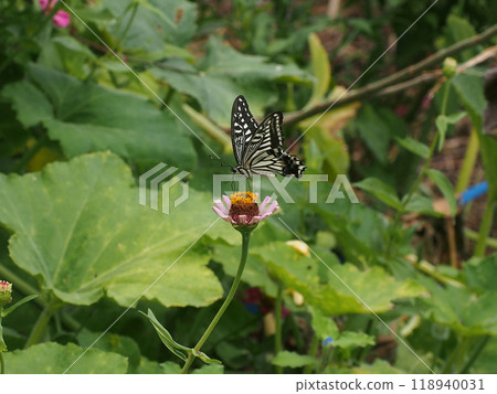 燕尾棲息在百日菊花上吸吮花蜜 118940031
