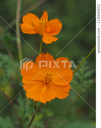 Cosmos on a cloudy day (orange yellow cosmos) Cosmos on a cloudy day (orange yellow cosmos) 118940052