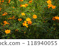 花卉背景 118940055