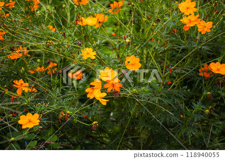 花卉背景 花卉背景 118940055