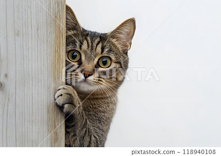 A cat peeking out from between the trees. A curious pet moment. 118940108