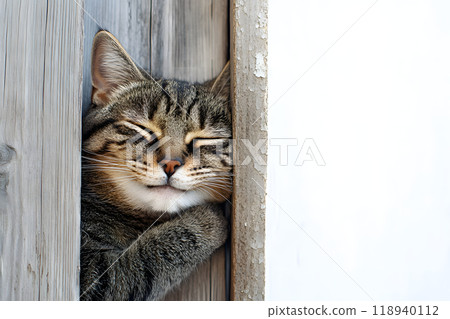 A cat peeking out from between the trees. A curious pet moment. A cat peeking out from between the trees. A curious pet moment. 118940112