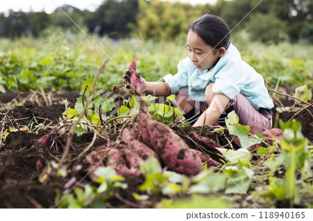 A girl digging sweet potatoes A girl digging sweet potatoes 118940165