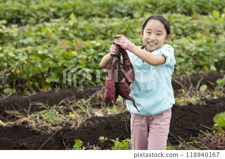 A girl digging sweet potatoes A girl digging sweet potatoes 118940167