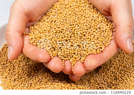 Mustard seeds in the hands of a person, close-up Mustard seeds in the hands of a person, close-up 118940229