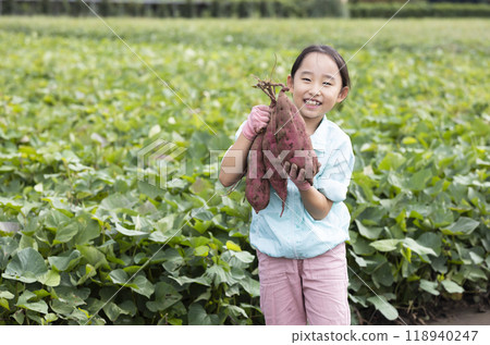 A girl digging sweet potatoes A girl digging sweet potatoes 118940247
