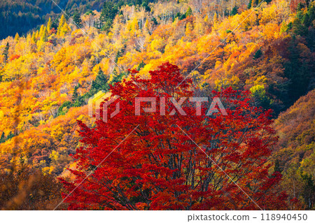 Large maple tree and colorful autumn leaves Large maple tree and colorful autumn leaves 118940450