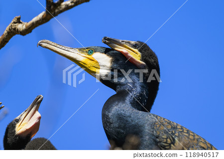 Cormorants and their children in the nest 118940517