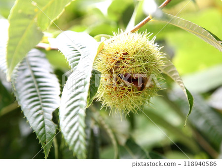 Ripe and split chestnut burrs 118940586