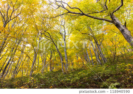 Beautiful autumn scenery in Japan 118940590