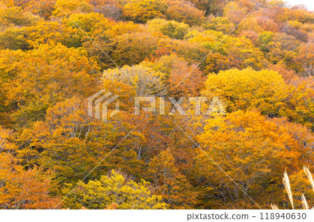 Beautiful autumn forest scenery in Japan 118940630