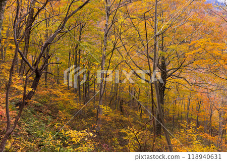 Beautiful autumn forest scenery in Japan 118940631