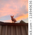 A sphinx cat on colorful sunset background. Bald pink sphynx. Hairless cat breed. Silhouette of naked cat purebred. Copy space. High quality photo 118940636