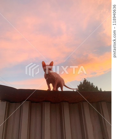 A sphinx cat on colorful sunset background. Bald pink sphynx. Hairless cat breed. Silhouette of naked cat purebred. Copy space. High quality photo 118940636