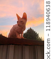 A sphynx cat on sunset background. Bald pink sphinx. Hairless cat breed. Silhouette of naked cat purebred. Copy space. High quality photo 118940638