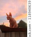 A sphinx cat on colored sunset background. Bald pink sphynx. Hairless cat breed. Silhouette of naked cat purebred. Copy space. High quality photo 118940639