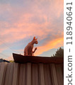 A sphinx cat on colored sunset background. Bald pink sphynx. Hairless cat breed. Silhouette of naked cat purebred. Copy space. High quality photo 118940641