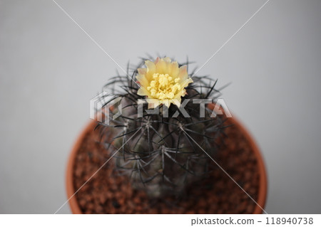 仙人掌花 Griseoviolacea 栗子 Seedama Copiapoa 仙人掌花 Griseoviolacea 栗子 Seedama Copiapoa 118940738