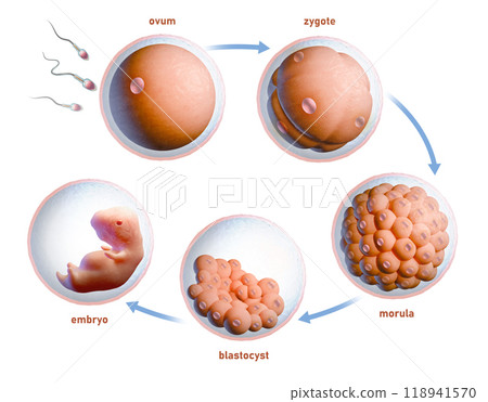 Human fertilization and embryonic development Human fertilization and embryonic development 118941570