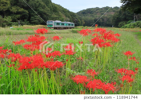 烏山線“行駛在紅蜘蛛百合盛開的鄉村的列車” 烏山線“行駛在紅蜘蛛百合盛開的鄉村的列車” 118941744