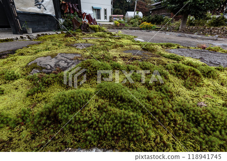 美麗的苔蘚 美麗的苔蘚 118941745