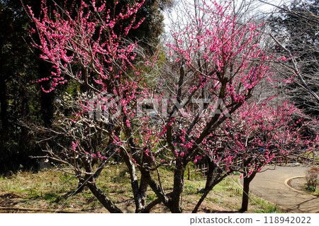Double-flowered red plum blossoms along a walking path [Tsukui, Sagamihara City, February] 118942022