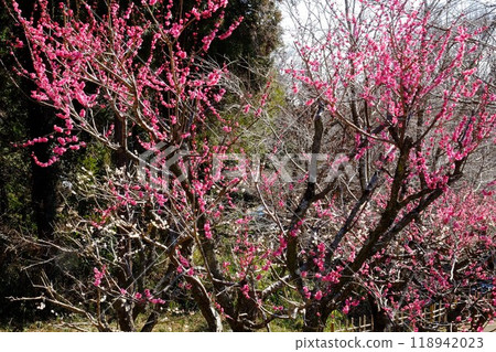 Double-flowered red plum blossoms blooming against the backdrop of a grove of trees [Tsukui, Sagamihara City, February] 118942023