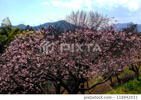盛開的河津櫻花和北谷澤的山脈[相模原市築井市，3月] 118942031