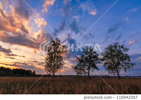 Summer landscape of three birches in a field at sunset or dawn 118942087