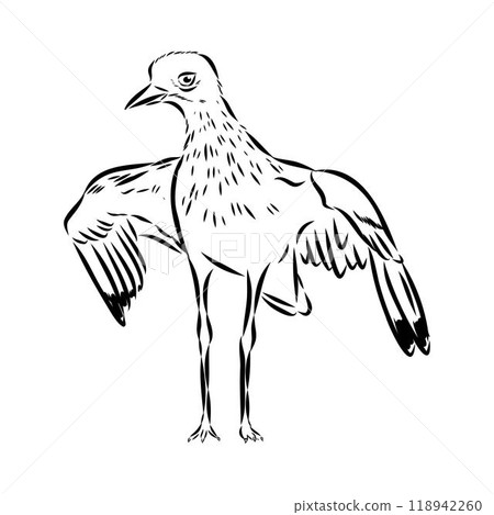 Vector card with hand drawn cute plover. Beautiful animal design elements, ink drawing 118942260