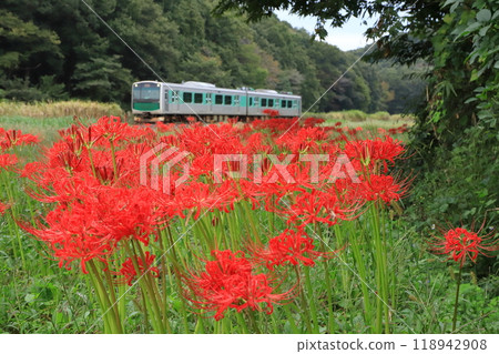 Karasuyama Line "A scene of bright red, lustrous red spider lilies in bloom" Karasuyama Line "A scene of bright red, lustrous red spider lilies in bloom" 118942908