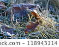 Frosty Leaves and Grass on a Beautiful Winter Landscape All Covered in Snow and Ice 118943114