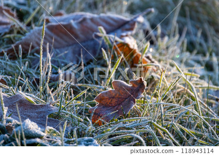 Frosty Leaves and Grass on a Beautiful Winter Landscape All Covered in Snow and Ice 118943114