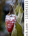 Frozen Red Pepper with Frosty Leaves in the Chill of Winter Seasons Embrace and Beauty 118943115