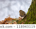 A Charming Bird Gracefully Perched on a Tree in a Beautiful Autumn Landscape Setting 118943119