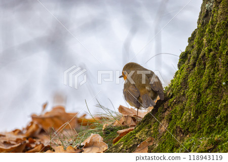 A Charming Bird Gracefully Perched on a Tree in a Beautiful Autumn Landscape Setting 118943119