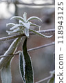 A closeup of a frosted plant against a serene winter backdrop, showcasing intricate details 118943125