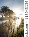 A Serene Sunrise Over a Misty River with Silhouetted Plants Creates a Beautiful Scene 118943136