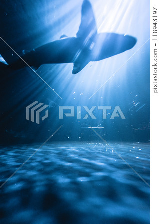 鯊魚在福島海藍寶石水族館游泳 118943197