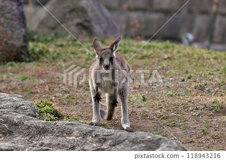 Baby eastern grey kangaroo looking at camera 118943216