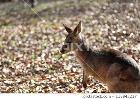 Portrait of a kangaroo on a background of fallen leaves Portrait of a kangaroo on a background of fallen leaves 118943217