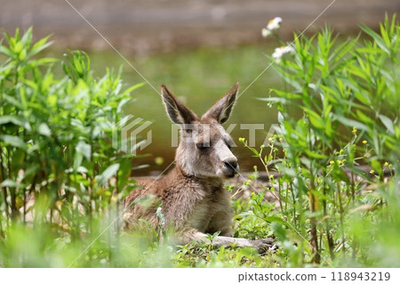 Eastern grey kangaroo resting on the grass Eastern grey kangaroo resting on the grass 118943219