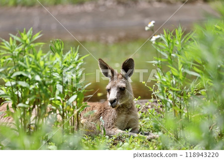 Kangaroo lying down behind a patch of grass Kangaroo lying down behind a patch of grass 118943220
