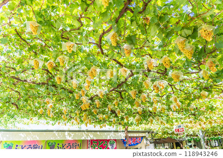 [Yamanashi Prefecture] Grapes from the tourist vineyard, Kaiotome 118943246