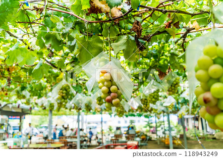 [Yamanashi Prefecture] Grapes from the tourist vineyard, Kaiotome 118943249