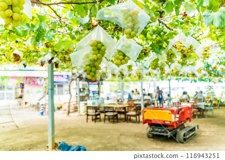 [Yamanashi Prefecture] Grapes from the tourist vineyard, Kaiotome 118943251