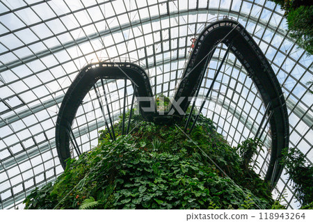 Cloud forest 118943264