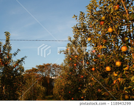 Miyabi Fuji apples before harvest, illuminated by the setting sun 5 Miyabi Fuji apples before harvest, illuminated by the setting sun 5 118943299