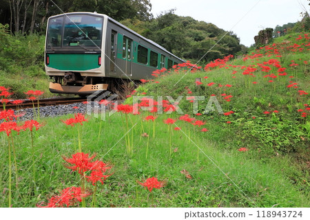 烏山線“ACCUM列車沿著紅蜘蛛百合盛開的線路運行” 烏山線“ACCUM列車沿著紅蜘蛛百合盛開的線路運行” 118943724